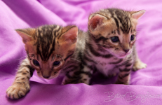 Bengal Katze rosetted